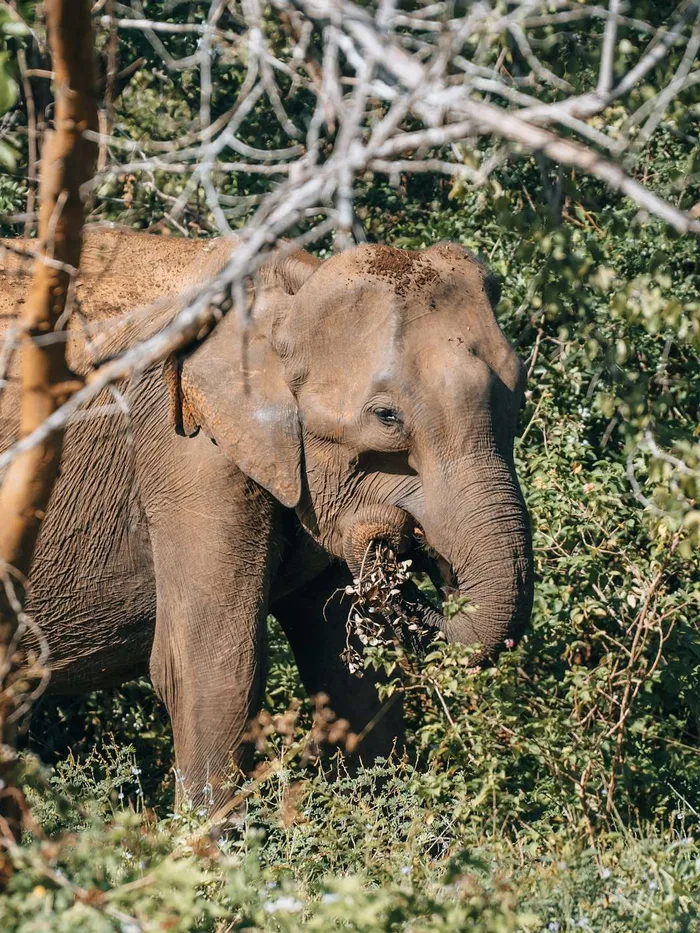 A wild elephant on a game drive in Udawalawe National Park
