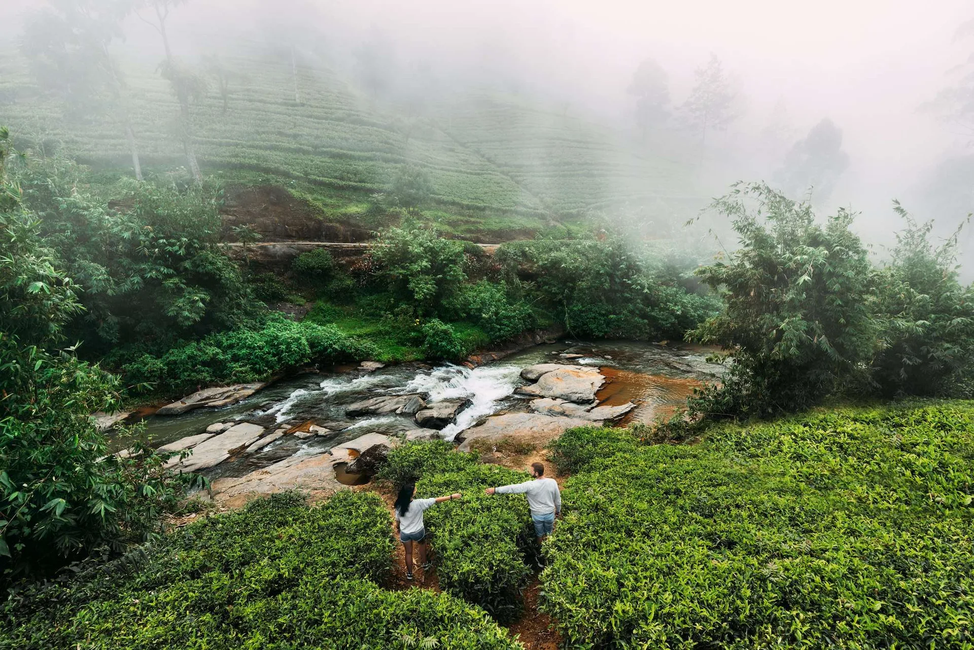 Green tea plantations in the Sri Lankan hill country