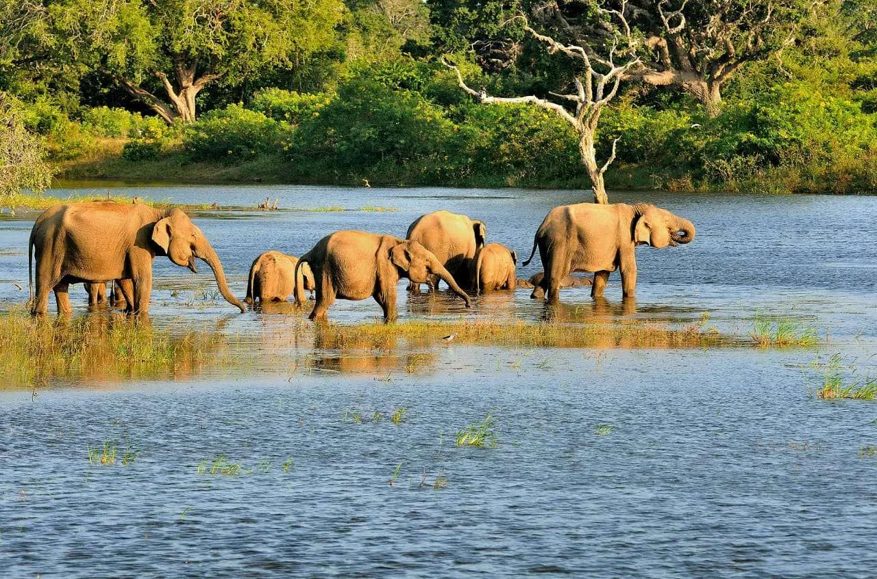 The wetlands of Bundala National Park