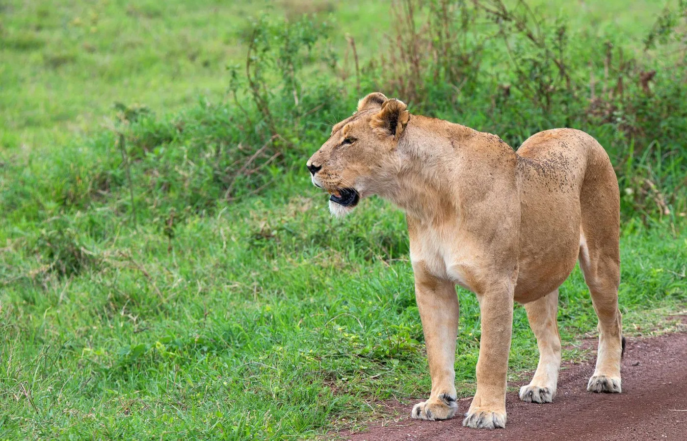 A safari drive at Ridiyagama